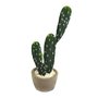 Decorative cactus