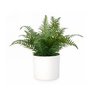 Decorative greenery